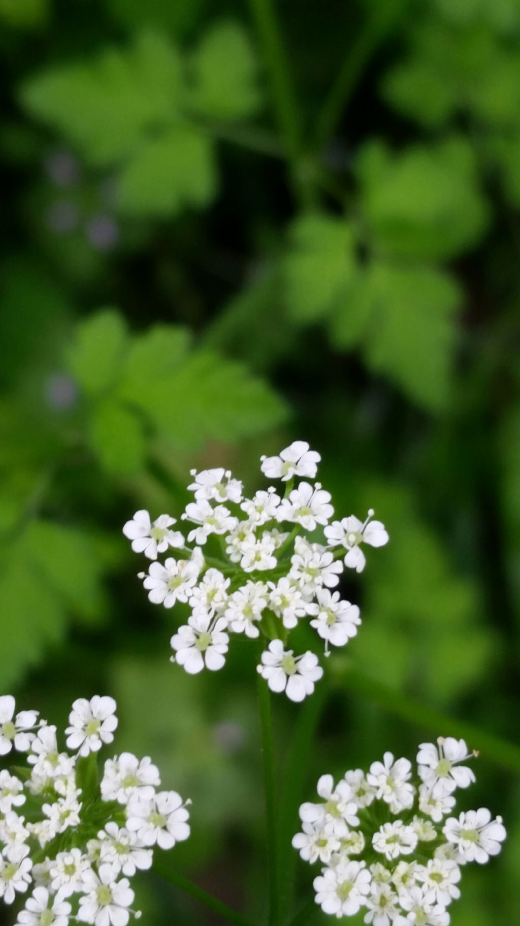 Chaerophyllum cfr. temulum